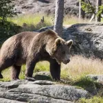 【乞食速報】ク🐻を1頭狩るだけで、1万円ｗｗｗｗｗｗ