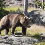 【悲報】クマサン、九州侵略へwwwww