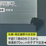 【画像】70cmの子熊ちゃん🐻、住宅街を5時間お散歩
