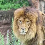 動物園「熊対策にライオン、ゾウ、ゴリラ貸し出します！」←やらない理由