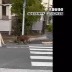 【悲報】東京、東側からイノシシが襲来　クマサンと東西から挟み撃ちの状況に