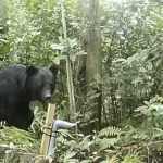 【悲報】熊さん、ついに九州侵略へ・・・・・・・・・