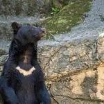 「クマと共存」←これができない理由