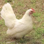 鶏←卵産みます、エサ代安いです、可愛いです、飼育簡単です