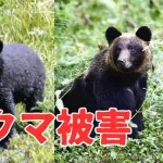 【また秋田】新聞配達中の７７歳男性、クマに襲われる