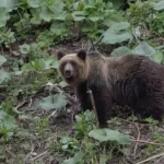 【疑問】「クマと共存」←これができない理由・・・・・・