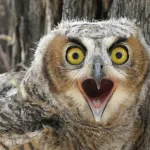 【謎】　フクロウの世界分布、明らかにおかしいｗｗｗｗｗ