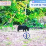 【悲報】くまちゃん1つの畑に11頭出没してしまう