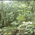 クマサン、九州侵略へwwww