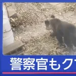 【速報】警察、クマさん射殺が可能になる！！！