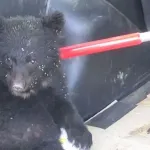 捕まった子グマちゃん（50cm）、山へ帰される