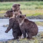 【画像】クマ「母ちゃんばかでごめんね」クマサン親子、3匹仲良く箱罠に引っかかる・・・・