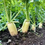 「大根」「ジャガイモ」「白菜」「キャベツ」←こいつら栽培するだけで食費かなり節約できるという事実
