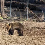 【朗報】捕まった子グマちゃん（50cm）、山へ帰されるｗｗｗｗｗ