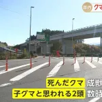 三陸道でクマとトラック衝突　死んだクマは成獣か…子グマ2頭が数時間とどまり続け