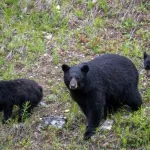 熊の次に人間に戦争を仕掛けてきそうな動物