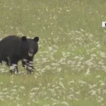 【悲報】クマさん🐻、駅を占拠