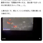クマサン、イノシシと仲良く畑の作物を食べまくる🐻
