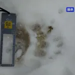 【札幌】円山動物園 ヒグマらしき足跡