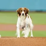 【朗報】デコピン、ちゃんと大谷に着いていく