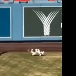 【朗報】デコピン、ちゃんと大谷に着いていく
