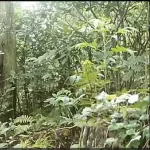 【悲報】クマサン、九州再侵攻へ