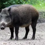 【画像】クマサン、イノシシと仲良く畑の作物を食べまくるｗｗｗｗｗｗｗｗｗｗｗｗ