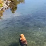【動画】クマサン、川で泳ぐ