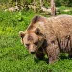 【急募】クマの三大必殺技「ベアナックル」「ベアハッグ」