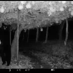 【悲報】熊さん🐻、梨を２トン食い荒らす