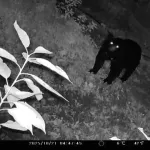 【悲報】熊さん🐻、梨を２トン食い荒らす