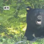 ホテルに現れた熊（120cm）、吹き矢の麻酔で眠らされ山に帰される