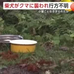 柴犬がクマに襲われ行方不明　小屋ごと引きずられたか　秋田