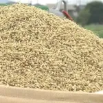 JA「新米の価格めっちゃ上げたろ!😆」→新米の販売量が去年の半分へ