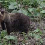 【悲報】クマさん、また外飼いの犬を襲う！犬小屋ごと引きずり逃亡・・・・・