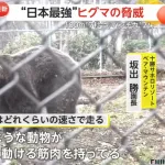 【悲報】ヒグマさん、100m 7.2秒、パンチ力2000kg、20km以上泳げるスタミナ