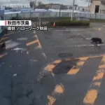 【秋田】クマさん🐻、ハローワークを訪れる