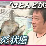 【悲報】『広島カキ』9割が死滅。｢死ぬ量が半端ではない。ここまで死んだのは初めて」