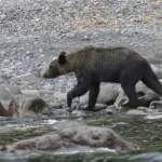 【悲報】クマさん、鉄砲持った素人を返り討ち・・・・・・・