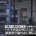 【朗報】秋田県の職員、吹き矢で熊を捕獲ｗｗｗｗｗｗｗｗ