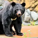 港区や目黒区に住んでる動物保護活動家「クマはなるべく山に返す努力を」「クマと戦争は間違っている」