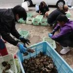【悲報】広島産の牡蠣がほぼ全滅 全国生産の8割占めるエリア