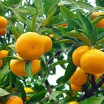 【疑問】ミカンの木「一本だけで毎年約１０００個のミカンを収穫できます」←これを庭に植えない理由ｗｗｗｗｗｗｗｗｗｗｗｗｗｗｗｗ