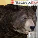 【爆報】400kgを超える巨大ヒグマが北海道に出現