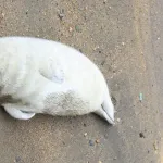 【動画】アザラシとかいうクッソかわいい生き物
