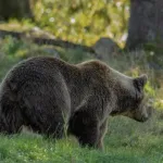 【悲報】北海道猟友会会長「ヒグマの駆除は警察と自衛隊だけでやってほしい。猟友会は外してほしい・・・」