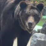 400キロのヒグマvs人間（裸、素手）