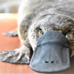 カモノハシ「哺乳類です、卵生です、母乳で育てます、クチバシあります、毒あります」←こいつの正体