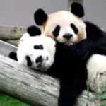 【悲報】上野動物園のパンダ、中国への返還期限まで3ヶ月、レンタル延長なしへ