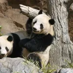 中国「日本ちゃんの馬鹿！もうパンダ貸してあげない！！！」